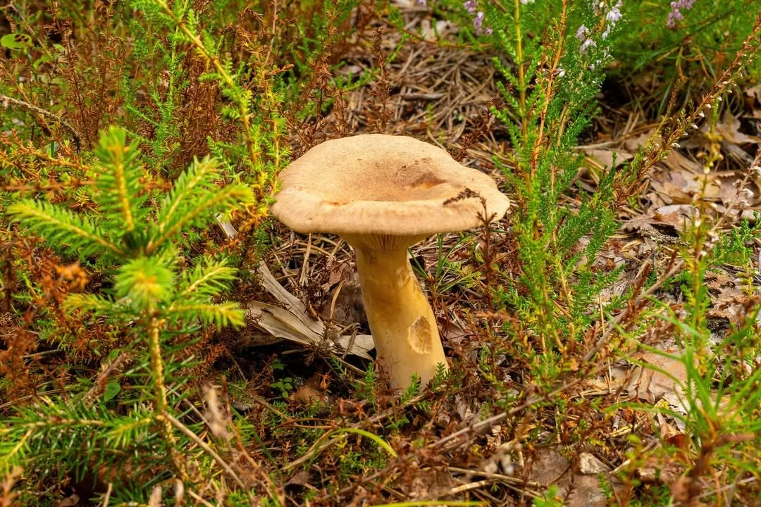Lactarius helvus — 2024-08-17