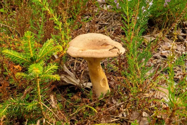 Lactarius helvus — 2024-08-17