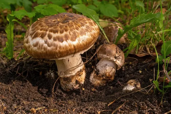Agaricus subperonatus — 2024-08-10