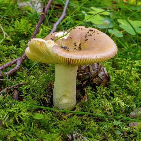 Russula integra — 2024-08-03