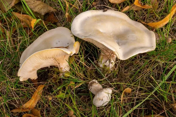 Clitopilus prunulus — 2024-08-15