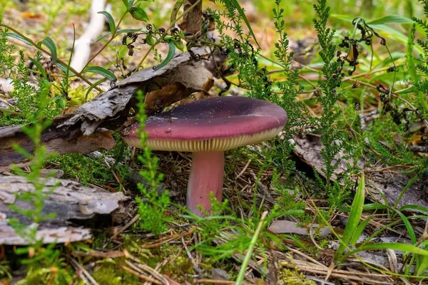 Russula xerampelina — 2024-08-17