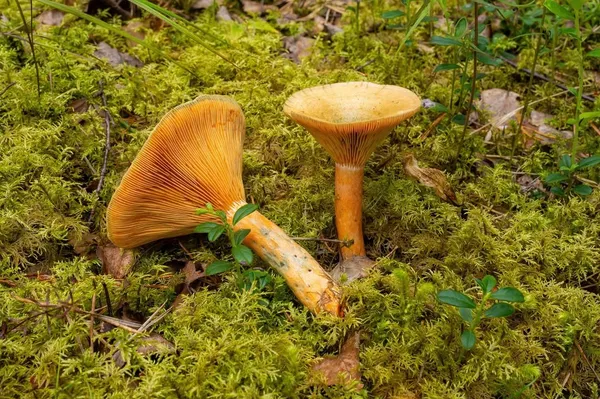 Lactarius deterrimus — 2024-08-17
