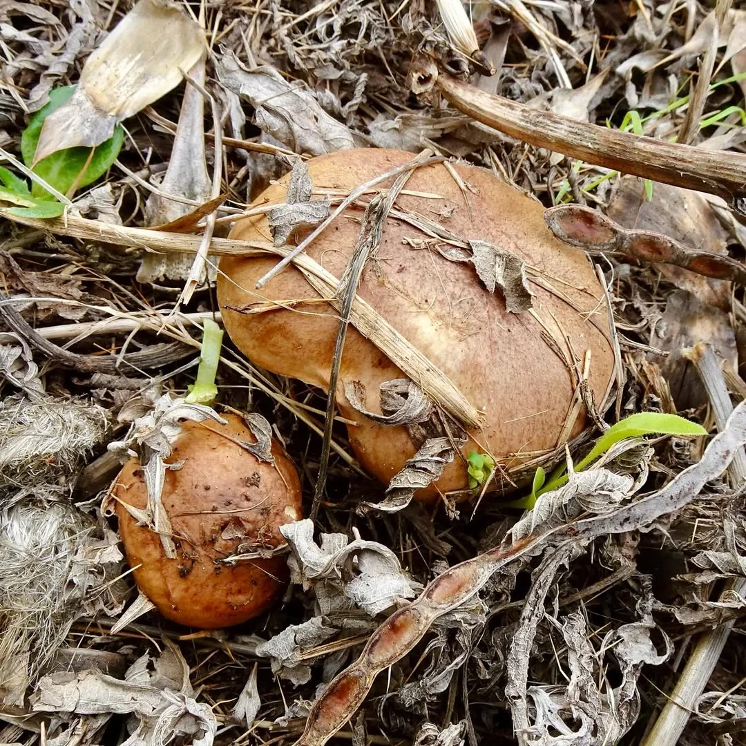 Suillus collinitus — 2023-12-20
