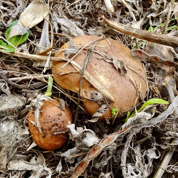 Suillus collinitus — 2023-12-20