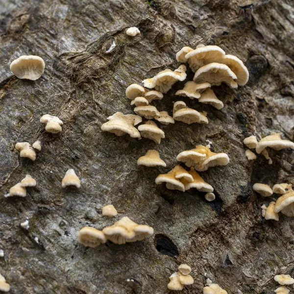 Plicaturopsis crispa — 2024-02-28
