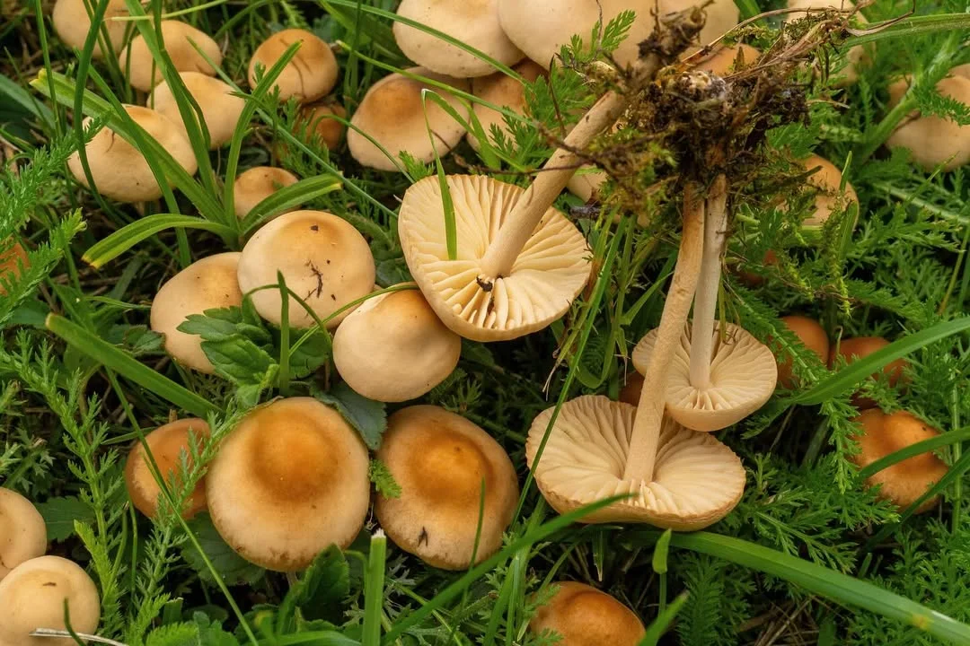 Marasmius oreades — 2024-06-15