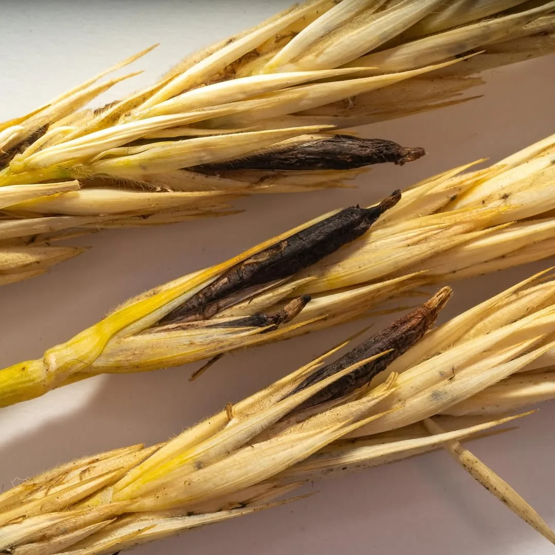 Claviceps purpurea — 2024-08-18