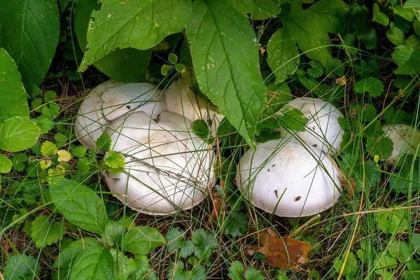 Agaricus xanthodermus — 2024-08-24