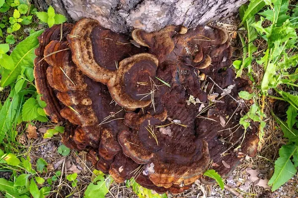 Phaeolus schweinitzii — 2024-08-24