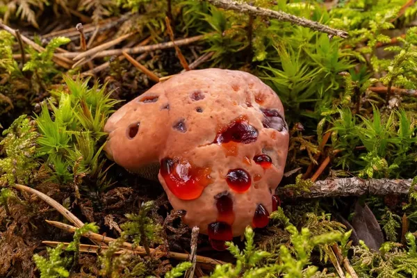 Hydnellum peckii — 2024-09-01