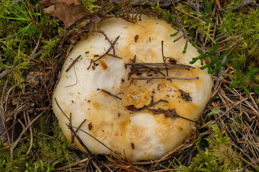 Lactarius aquizonatus — 2024-08-17