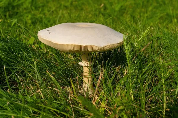 Leucoagaricus leucothites — 2024-08-18