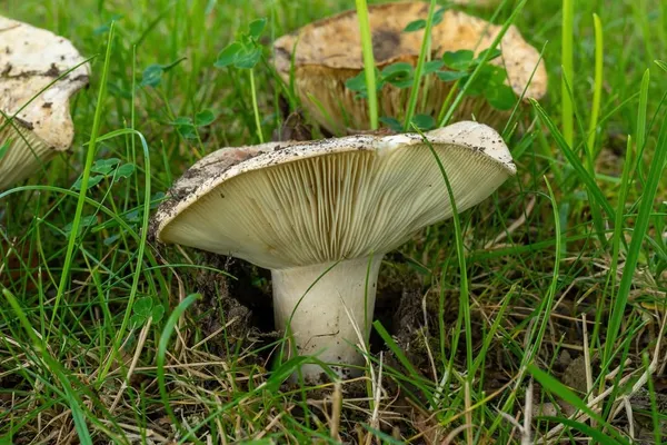 Russula chloroides — 2024-08-18