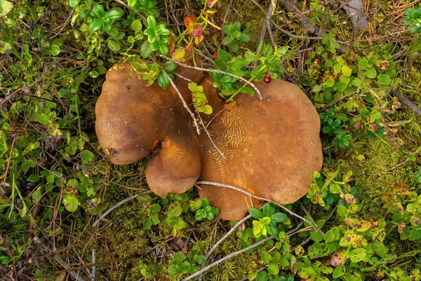 Tapinella atrotomentosa — 2024-08-17