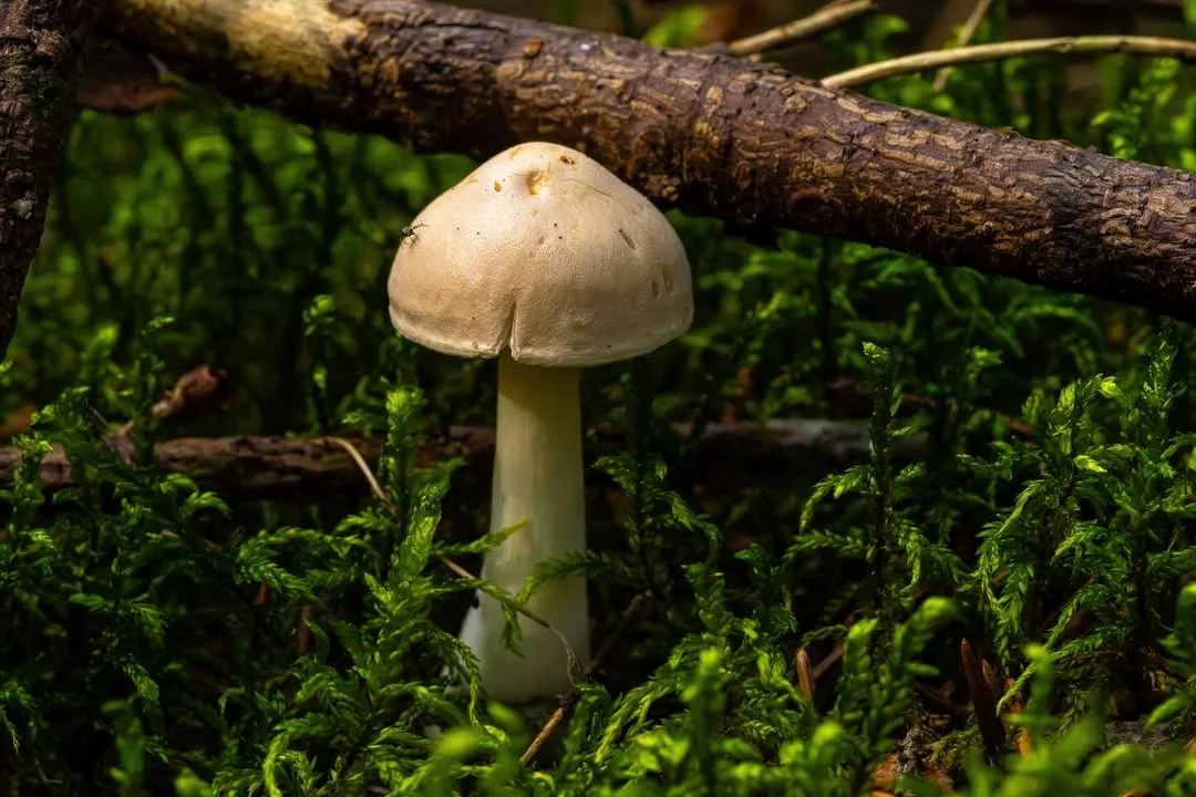 Tricholoma inamoenum — 2024-08-19