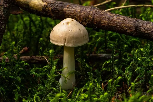 Tricholoma inamoenum — 2024-08-19