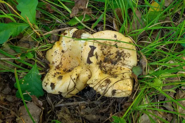 Lactarius evosmus — 2024-08-25
