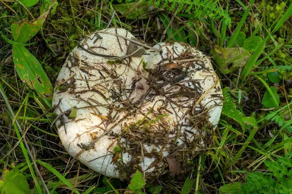 Lactarius controversus — 2024-08-25