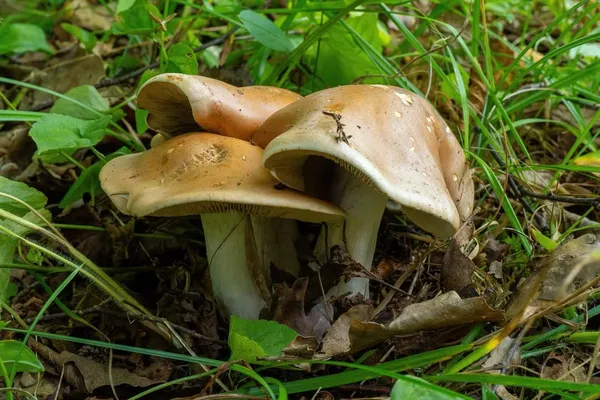 Hebeloma sinapizans — 2024-08-25