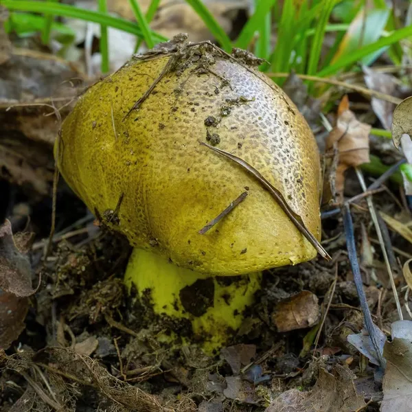 Tricholoma equestre — 2024-08-25