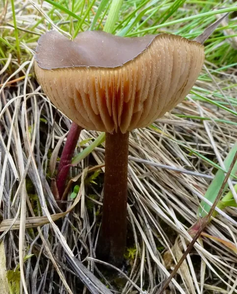 Entoloma vernum — 2023-05-03
