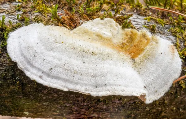 Trametes hirsuta — 2023-04-15