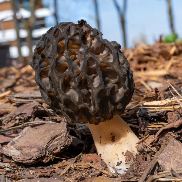 Morchella elata — 2023-05-10