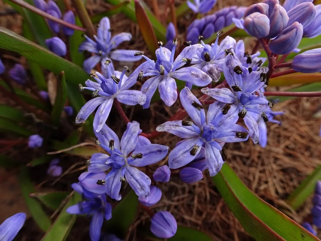Antherospora scillae — 2019-03-30