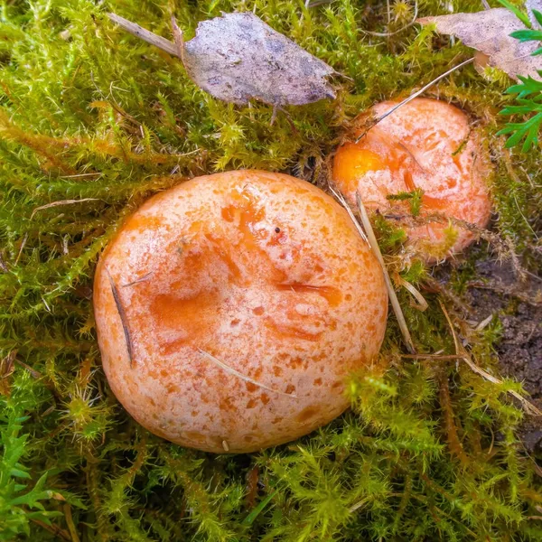 Lactarius deliciosus — 2022-09-20