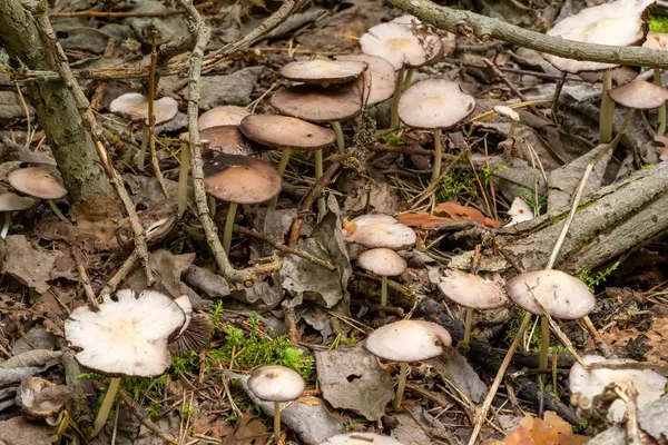 Candolleomyces candolleanus — 2023-07-30