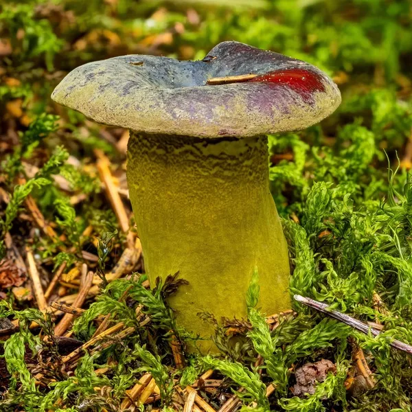 Hypomyces luteovirens — 2023-08-13