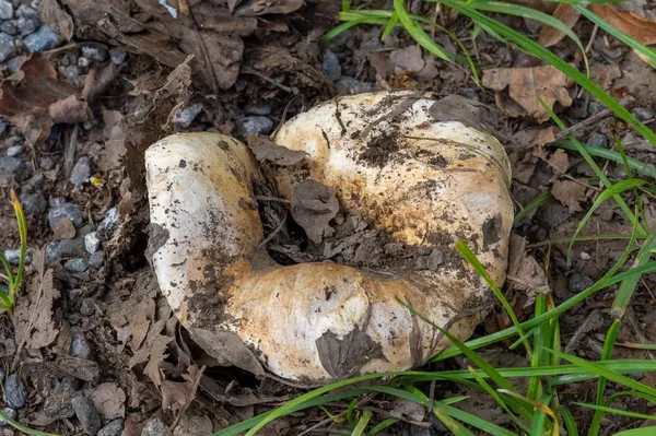Russula delica — 2023-07-27