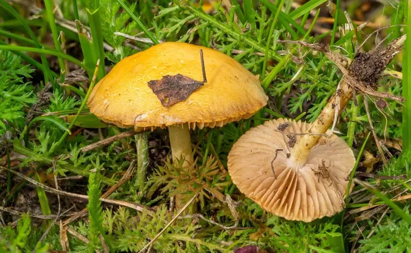 Agrocybe pediades — 2023-07-27