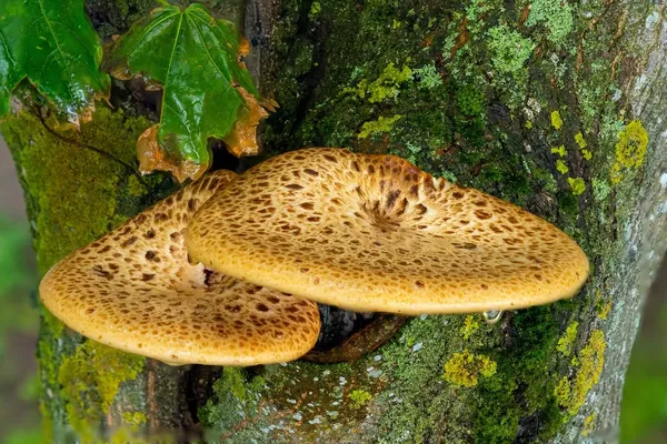 Cerioporus squamosus — 2023-08-03