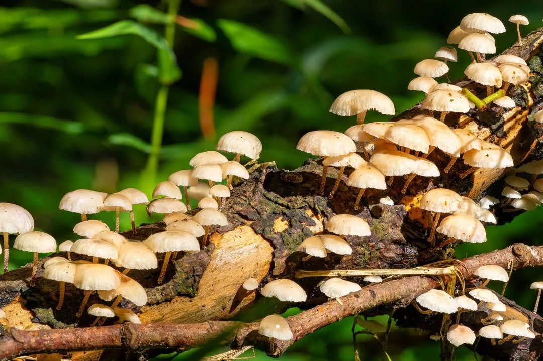 Marasmiellus ramealis — 2023-08-05