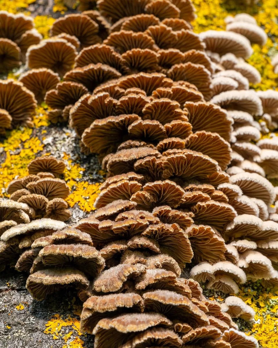 Schizophyllum commune — 2023-09-03