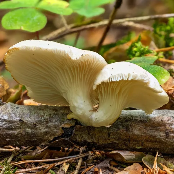 Pleurotus pulmonarius — 2023-08-13