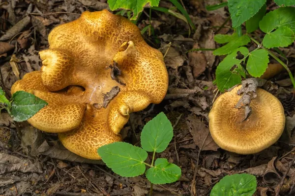 Paxillus rubicundulus — 2023-08-13