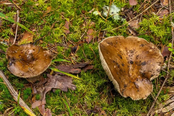 Russula adusta — 2023-08-20