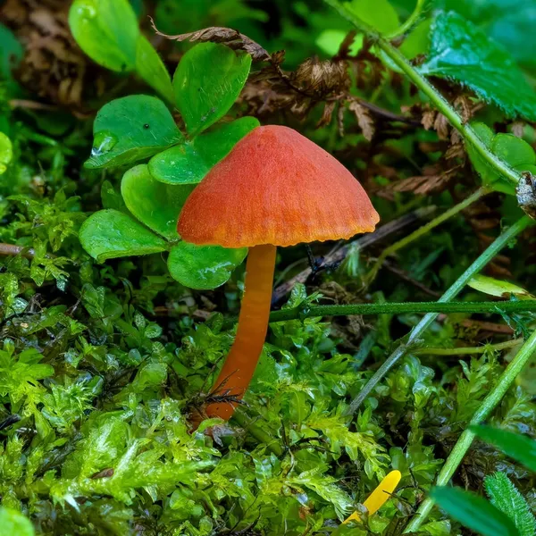 Hygrocybe coccinea — 2023-08-25