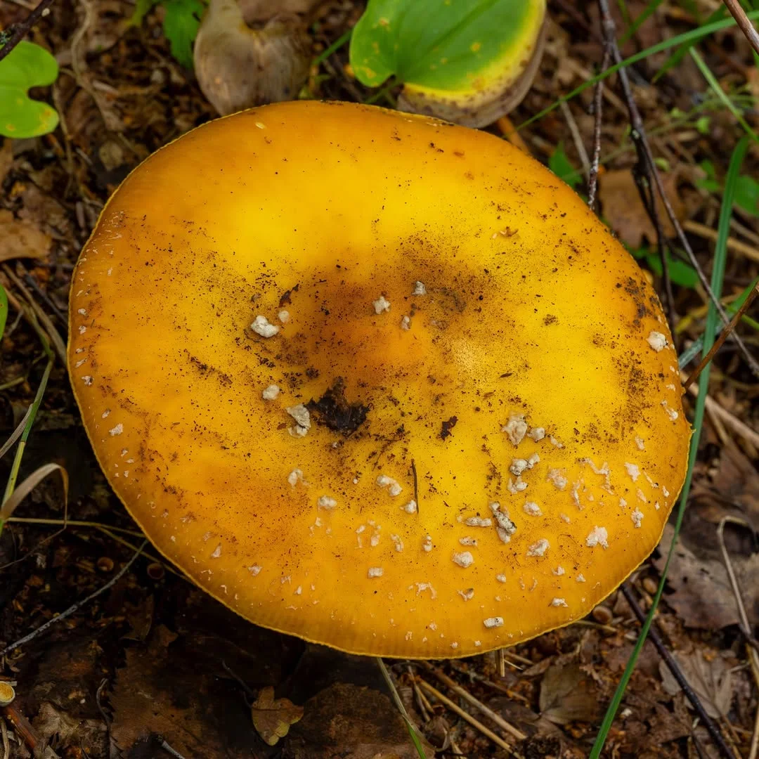 Amanita muscaria var. formosa — 2023-08-20