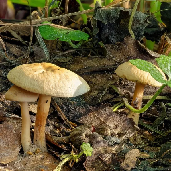 Gymnopus dryophilus — 2023-08-25