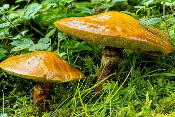Suillus grevillei — 2023-08-20