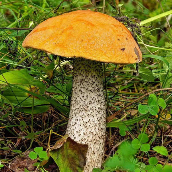 Leccinum versipelle — 2023-08-20