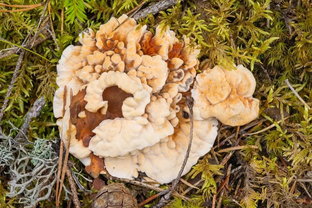 Hydnellum aurantiacum — 2023-08-20