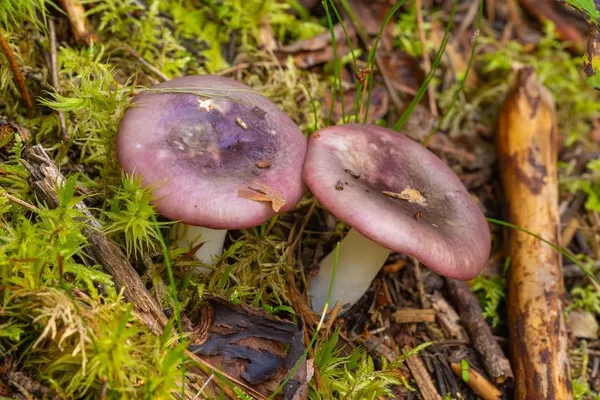 Russula fragilis — 2023-08-20