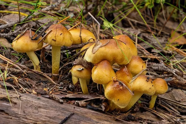 Pholiota spumosa — 2023-08-20