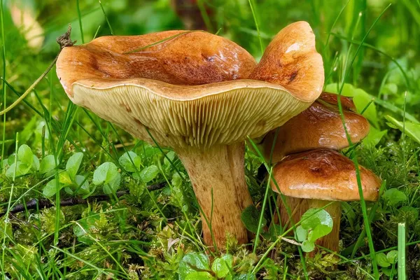 Tricholoma fulvum — 2023-09-02