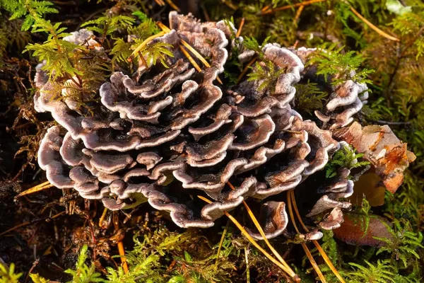 Phellodon melaleucus — 2023-09-14